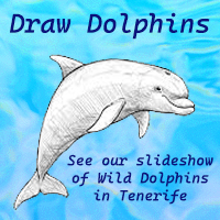 Learn how to draw dolphins